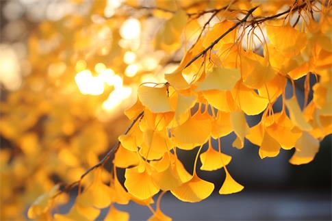 1691799468457907.jpg 攝圖網(wǎng)_402504641_banner_銀杏葉秋分深秋氣氛(企業(yè)商用).jpg
