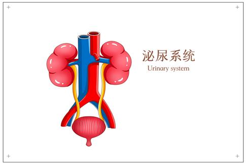 1710407206909808.jpg 攝圖網(wǎng)_401791916_泌尿系統(tǒng)醫(yī)療插畫(企業(yè)商用).jpg